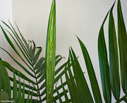 6th Feb 2021 - New growth on a house plant