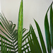 New growth on a house plant by larrysphotos