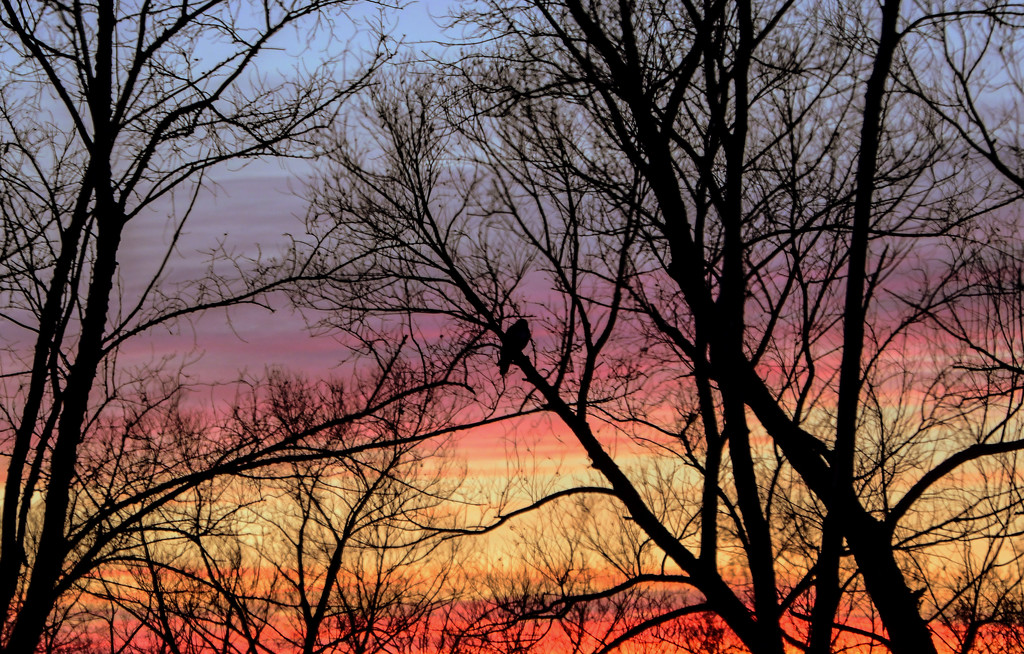 Hawk Viewing a Layered Kansas Sky by kareenking