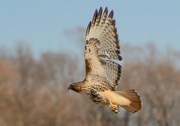 4th Feb 2021 - Just Another Red-tailed Hawk