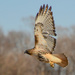Just Another Red-tailed Hawk by kareenking