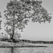 one of my favorite trees by samae