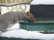 4th Feb 2021 - Thirsty squirrel