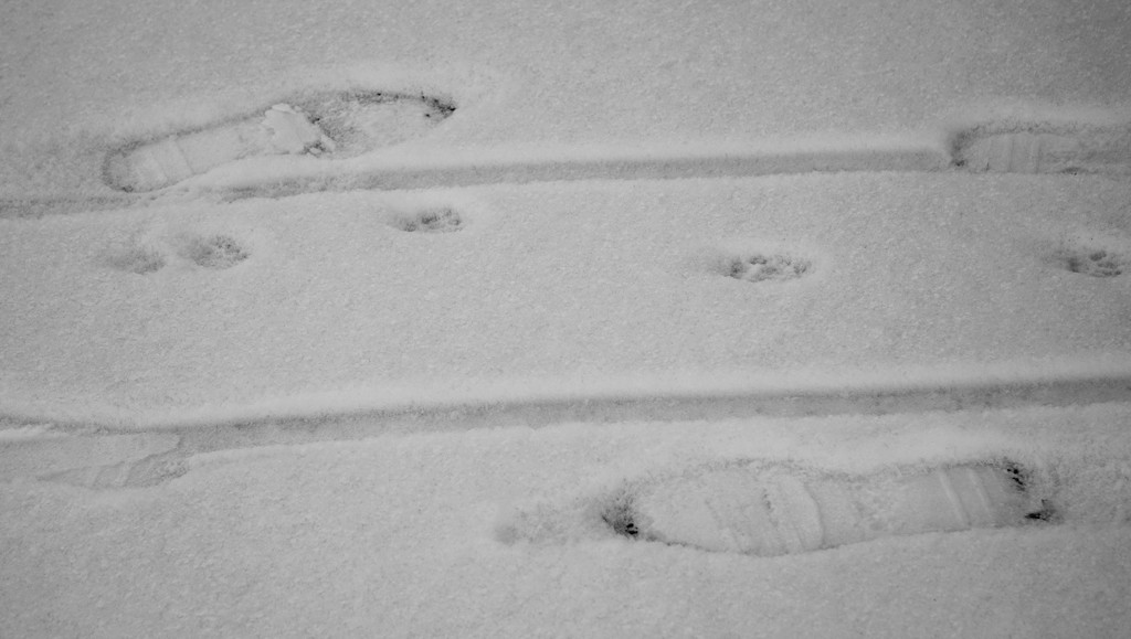 Tracks in the snow by tunia