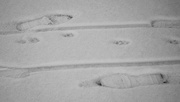 7th Feb 2021 - Tracks in the snow