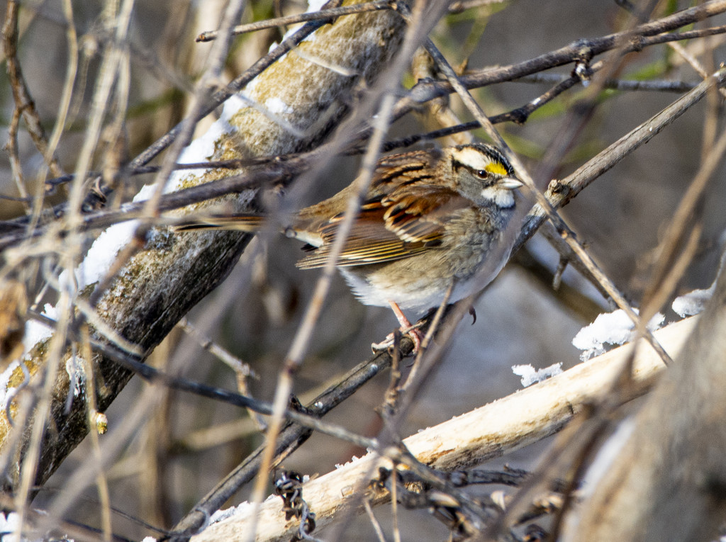 White Throated Sparrow by cwbill
