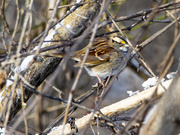 7th Feb 2021 - White Throated Sparrow