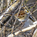 White Throated Sparrow by cwbill