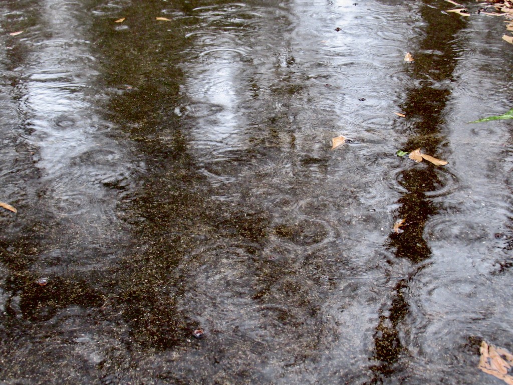 Rain by margonaut