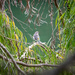 Yellow-rumped Warbler by nicoleweg