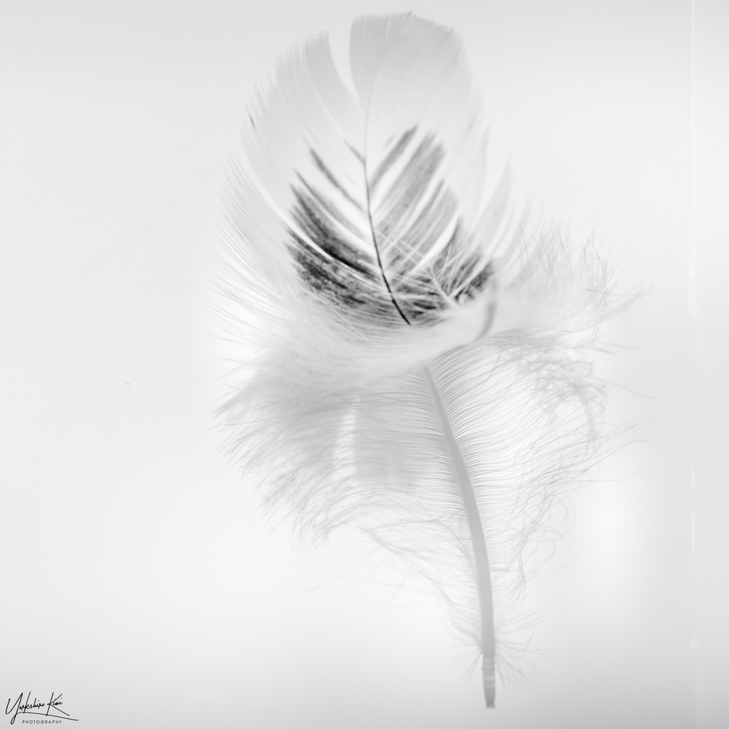 Feathery reflections by yorkshirekiwi