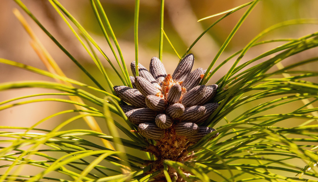 Pine Tree Blooms! by rickster549