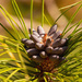 Pine Tree Blooms! by rickster549
