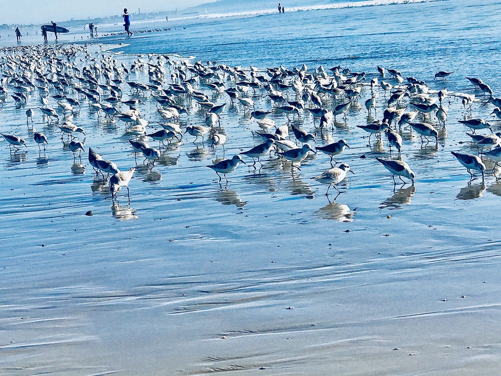 Flock of Seagulls  by jnadonza