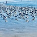 Flock of Seagulls  by jnadonza
