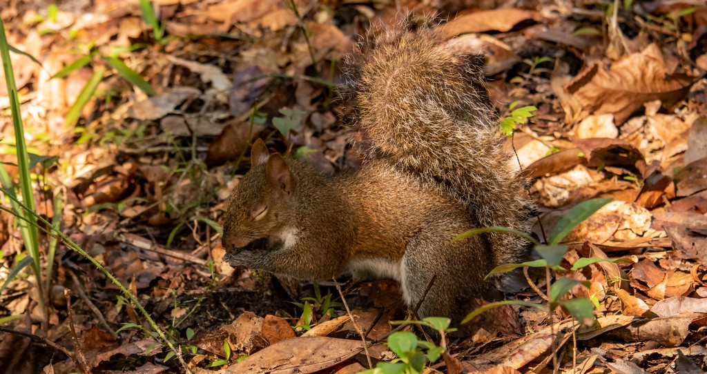 Squirrel Got a Nut! by rickster549