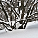 Snow Covered Branches by april16