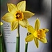 Daffodils by madamelucy
