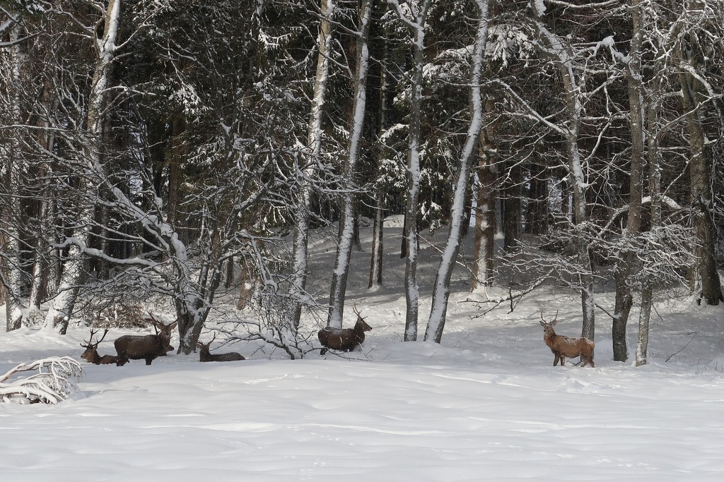 The Red Deer by jamibann