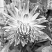 Treasure from my garden - Dahlia by nicolecampbell