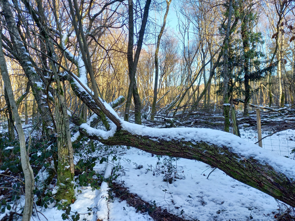 31st Jan Fallen Tree by valpetersen