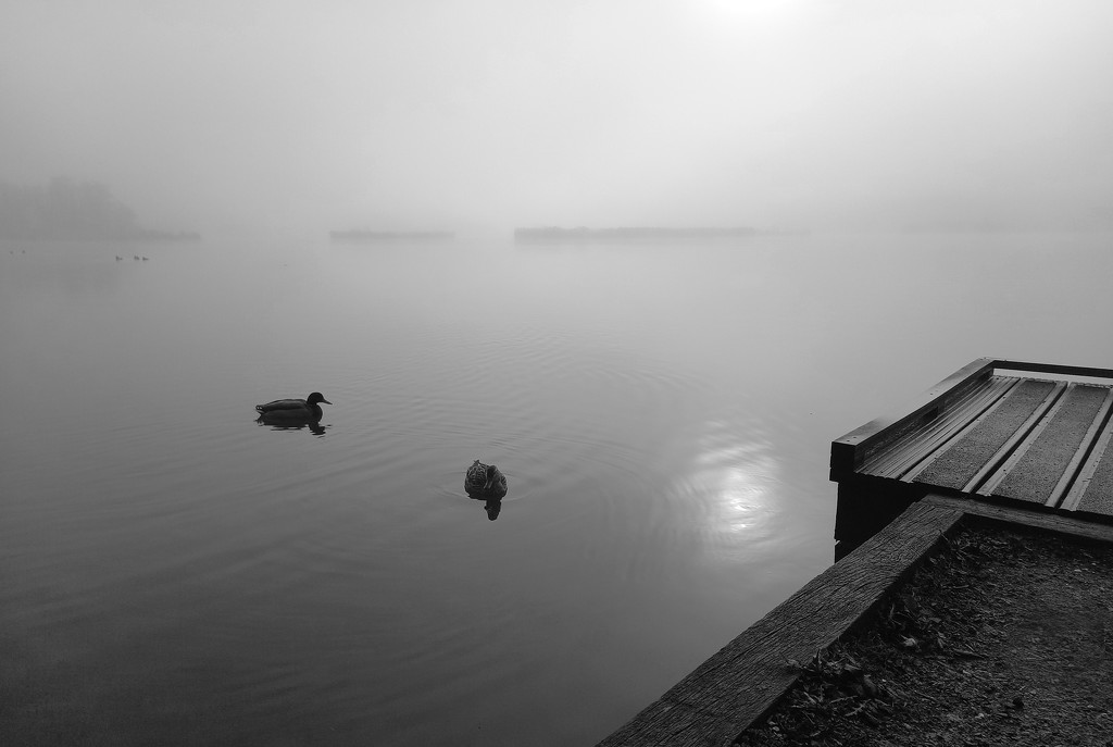 2nd Feb Ducks in the Mist by valpetersen