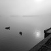 2nd Feb Ducks in the Mist by valpetersen
