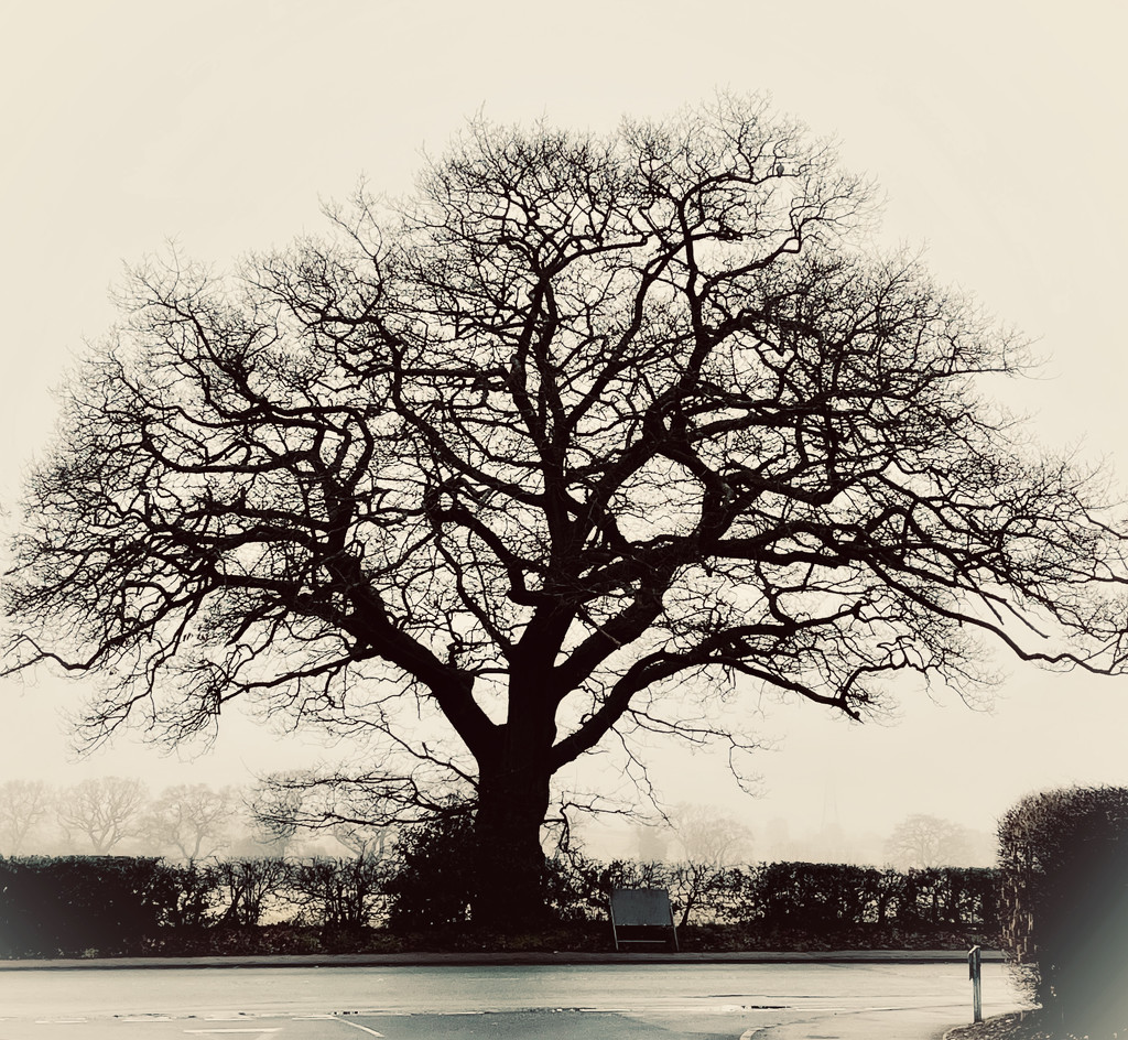 Oak Tree  by tinley23