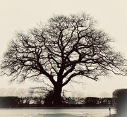 9th Feb 2021 - Oak Tree 