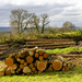 Tree felling by clivee