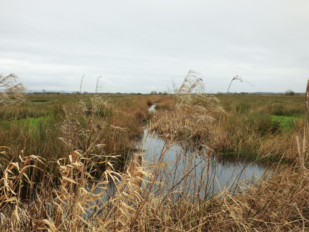 Wetlands by julienne1
