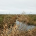 Wetlands by julienne1