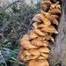 Fungi  by 365projectorglisa