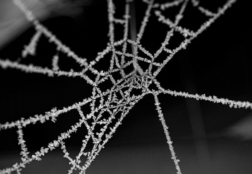 Snowy web by fueast