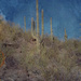 saguaro by blueberry1222