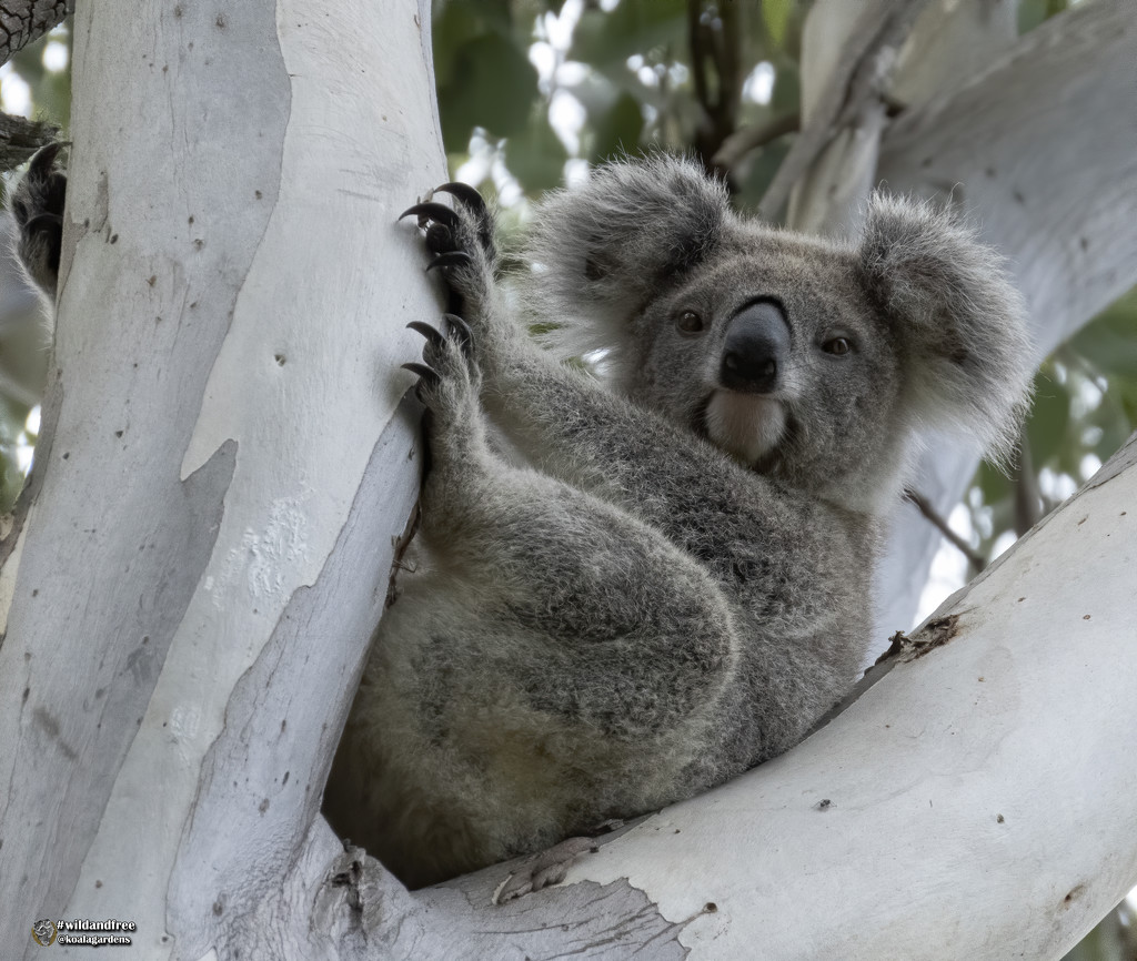 posture by koalagardens