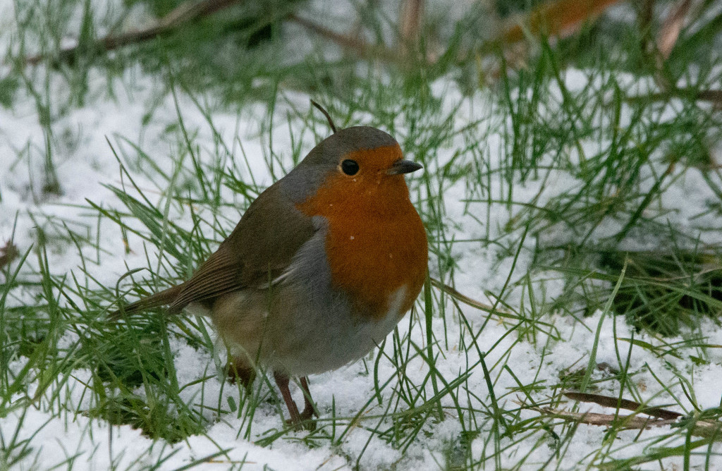 Robin in the snow by stevejacob