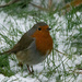 Robin in the snow by stevejacob