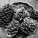 FoR2021 Pine Cones by caterina