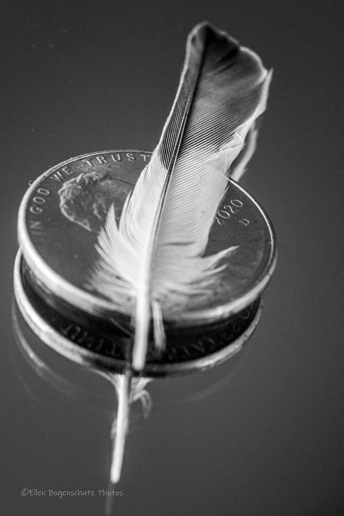 Tiny feather  by theredcamera