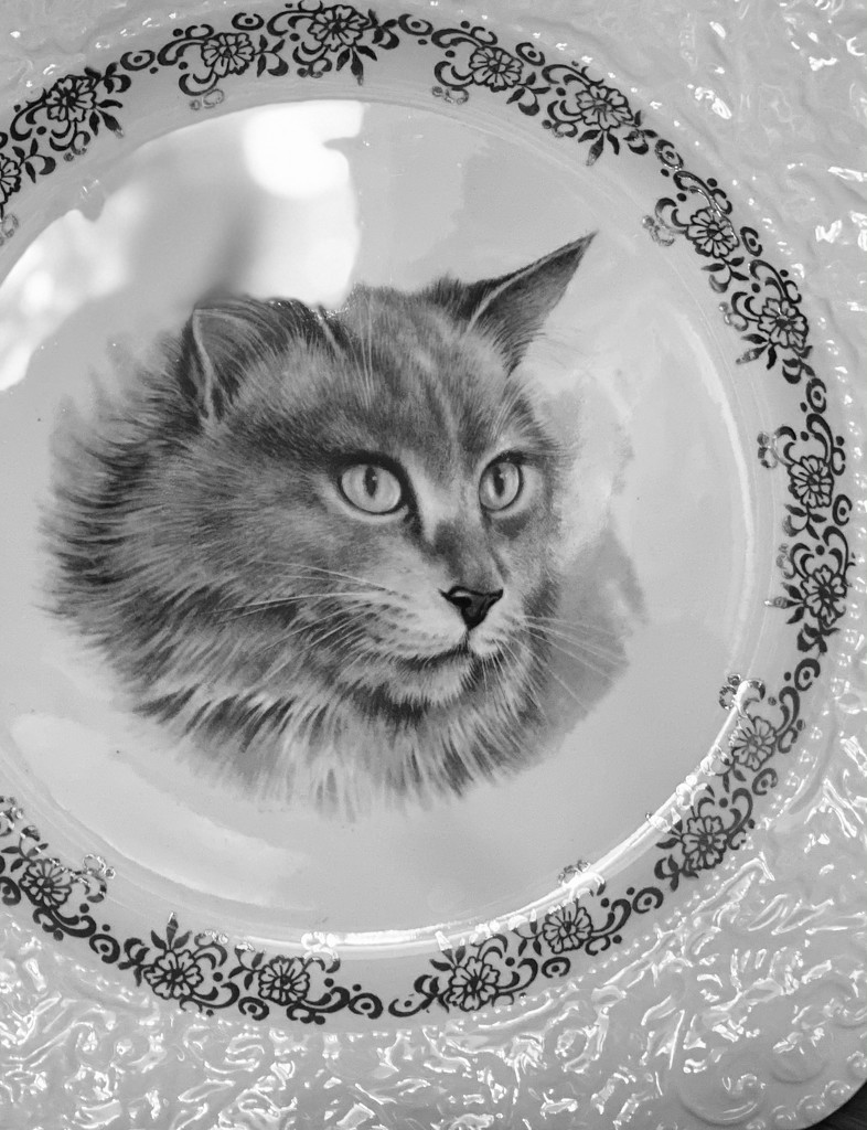 Cat Plate by radiogirl