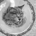 Cat Plate by radiogirl