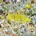 Cladonia subcariosa... by marlboromaam