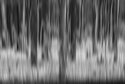 8th Feb 2021 - 20210208 Trees Abstract Blur
