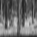 20210208 Trees Abstract Blur by sprphotos