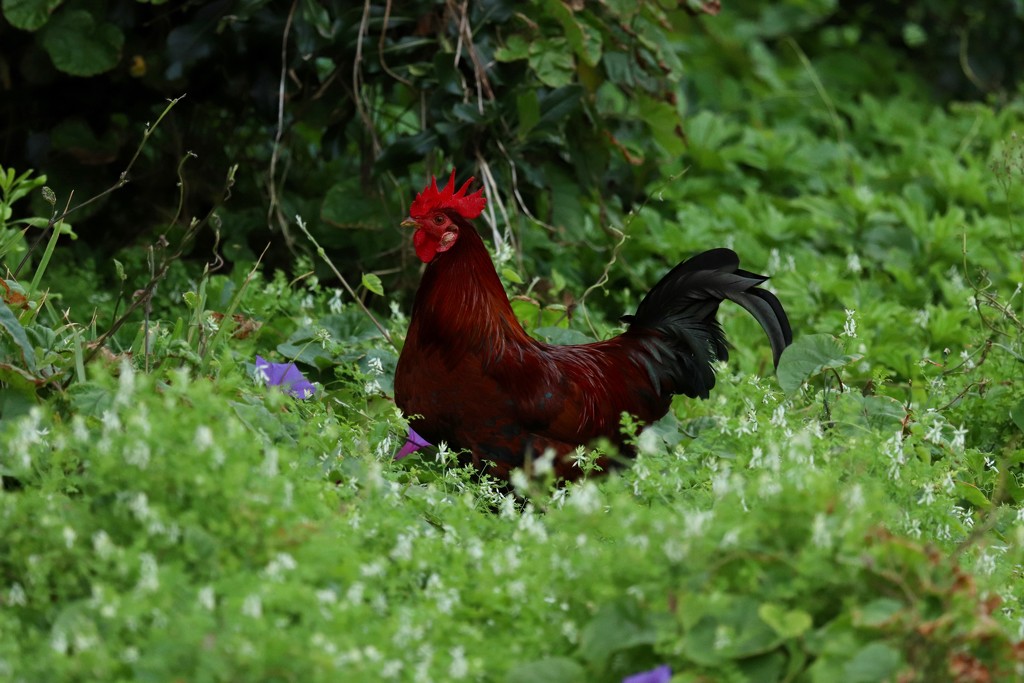 A Rooster by lisasavill