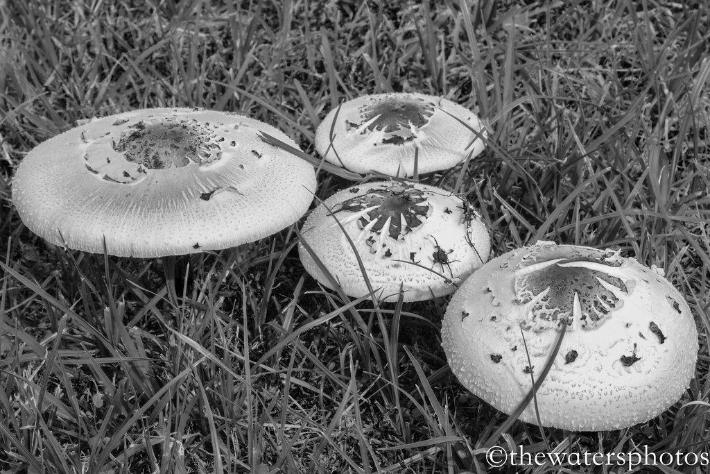 Fungi in B&W... by thewatersphotos