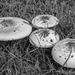 Fungi in B&W... by thewatersphotos