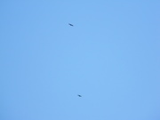 8th Feb 2021 - Two Vultures