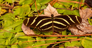 8th Feb 2021 - Zebra Longwing Butterfly!